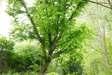 Spring freen trees and leaves