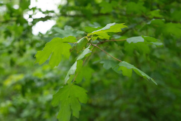 Spring freen trees and leaves