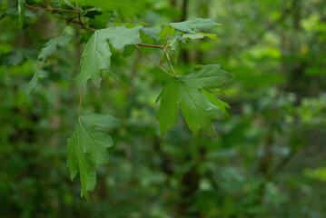Spring freen trees and leaves