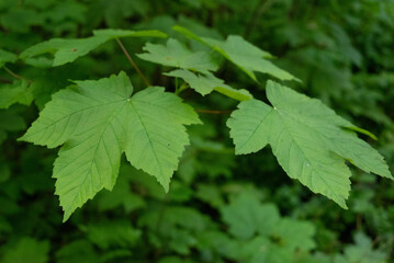 Spring freen trees and leaves