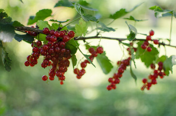 Ripe and juicy currant berries in summer for fresh juice