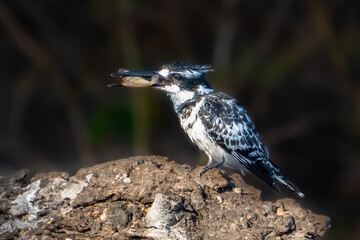 Pied Kingfisher (Ceryle rudis) sitting on the branch with fish in beak, Chobe river, Botswana, Africa