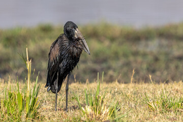 African openbill stork (Anastomus lamelligerus) resting on the bank of Chobe river, Botswana, Africa