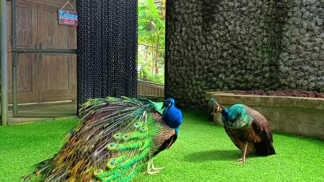 Two Majestic Peacocks Strolling Freely Inside Tropical Aviary Habitat
