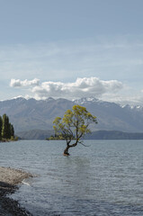 That Wanaka Tree stand alone in the Lake Wanaka