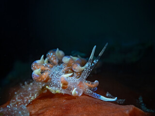Pink and purple Phyllodesmium (Phyllodesmium poindimiei)