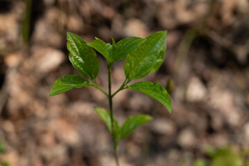 Spring freen trees and leaves