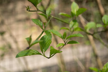 Spring freen trees and leaves