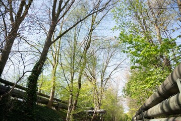 Spring freen trees and leaves