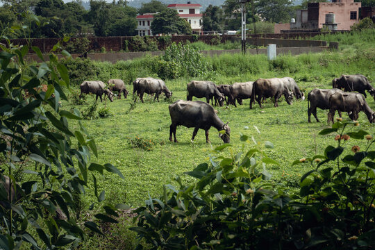 A peaceful scene of Murrah buffaloes grazing in the lush fields of Punjab, India. Perfect for showcasing rural life and agriculture in Indian countryside.