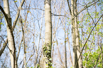 Fototapeta premium Spring freen trees and leaves