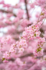 Close-up of beautiful pink cherry blossoms in full bloom, captured in Tallinn, Estonia in April. Soft focus background enhances the romantic and serene springtime atmosphere. Ideal for seasonal themes