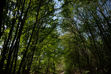 Spring freen trees and leaves