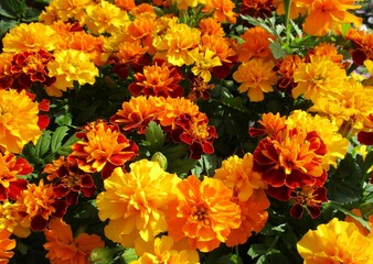 マリーゴールド（バラ咲き）の花のアップ