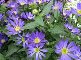 Fototapeta premium ミヤコワスレの紫色の花のアップ