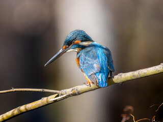 枝にとまるカワセミ