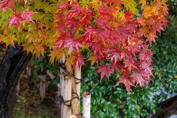 雨に濡れる秋の高岡古城公園