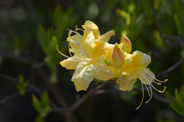 黄色いアザレア