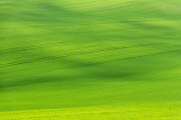 Green rolling fields in Czechia Moravia at spring