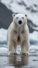 Majestic polar bear stands proud on arctic ice.