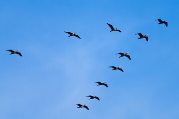 Ein Schwarm Kormorane im Frühjahr an der Oder