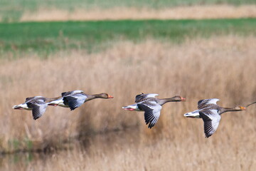 Ein Schwarm Graugänse im Flug im Frühjahr © Karin Jähne