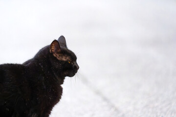 Close-up of side view headshot of black adult cat at Swiss City of Zürich district Schwamendingen on a spring evening. Photo taken April 26th, 2025, Zurich, Switzerland.