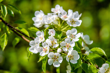 Fototapeta premium Flowering branch of pear in the garden in spring