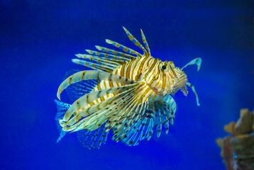  fish lionfish close-up
