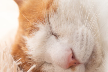 窓辺で眠る可愛い猫　茶トラ白