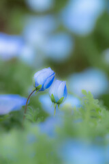 可愛いネモフィラの蕾	