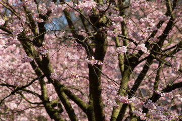 Cherry Blossom Tree in Full Bloom During Spring in Hamburg Germany