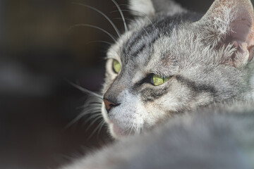 振り返って見つめる猫　サバトラ猫