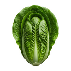 Fototapeta premium Fresh romaine lettuce head healthy eating salad ingredient vegetarian food diet on transparent background