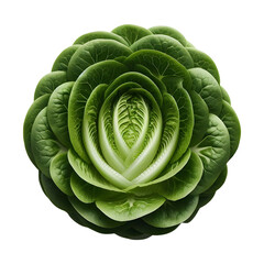 Fototapeta premium Fresh romaine lettuce head close up isolated on black background healthy food on transparent background