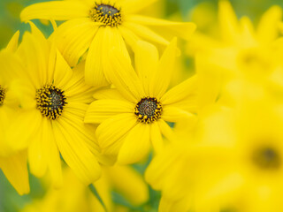 Fototapeta premium 夏から秋の公園や花壇を彩るヤナギバヒマワリのある風景。自然風景素材。眩しい日差しでボケた景色。ぼんやりした花畑のイメージ。