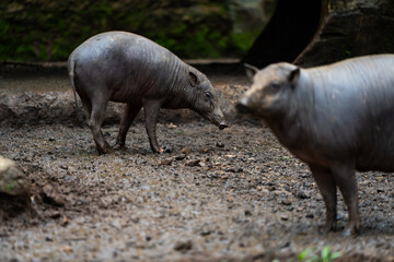 Two pigs are standing in a muddy field