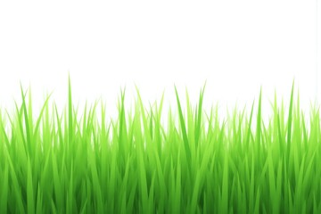 Obraz premium close up of some green grass on a white background