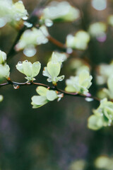 Dew on green leaves close up. Raindrops on bush with young leaves. Fresh nature background. Garden with droplets. Springtime concept. Rainy weather concept. Beautiful morning dew in the meadow.