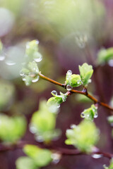 Dew on green leaves close up. Raindrops on bush with young leaves. Fresh nature background. Garden with droplets. Springtime concept. Rainy weather concept. Beautiful morning dew in the meadow.
