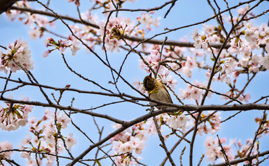 桜の枝から見上げるニュウナイスズメ