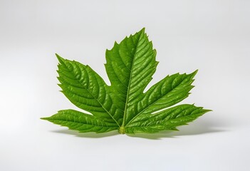 Fresh green leaf close-up on a bright background, symbolizing nature, eco-friendliness, organic life, freshness, and environmental sustainability.