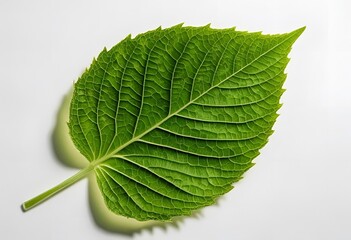 Obraz premium Fresh green leaf close-up on a bright background, symbolizing nature, eco-friendliness, organic life, freshness, and environmental sustainability.