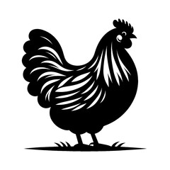 rooster isolated on white background