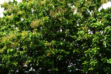 Fototapeta premium Green leaves of the teak tree forest, teak tree is a good material for hard wood