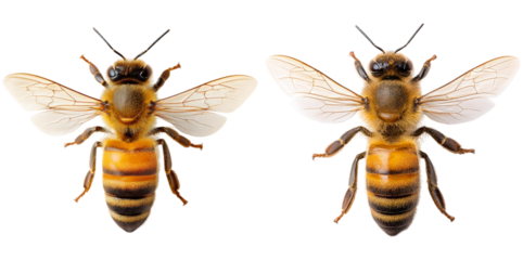 Two isolated honey bees display distinct features such as wings and body patterns, highlighting their anatomy essential for pollination and ecosystem health