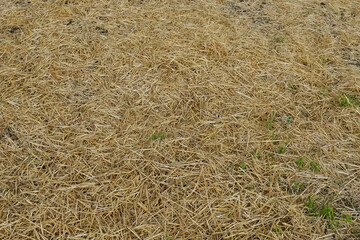 Hay background texture, dry yellow straw grass