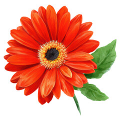 Vibrant Red Flower Blooming with Green Leaves on a Black Background, isolated on transparent background.