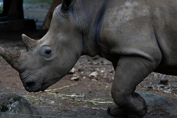 Obraz premium A rhinoceros is standing in a dirt field