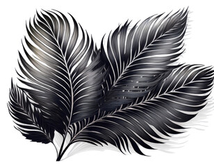 Obraz premium Elegant Black and White Feathers on a Transparent Background for Natural Decor and Design Inspiration